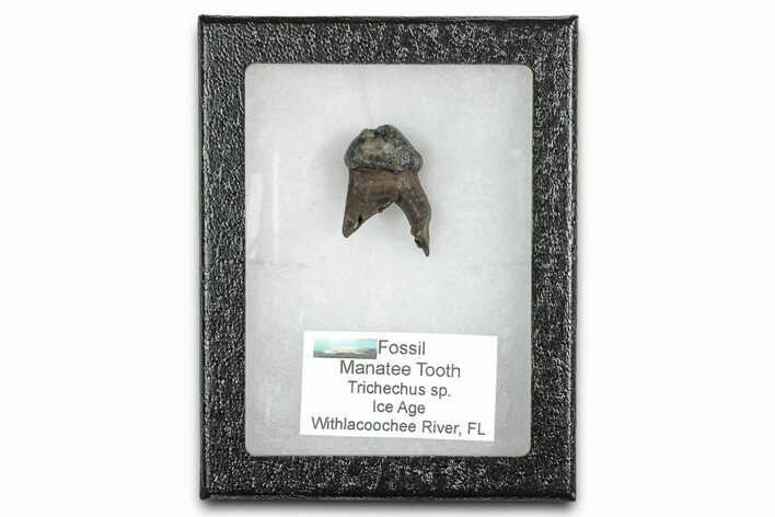 Pleistocene Fossil Manatee (Trichechus) Tooth - Florida #336169